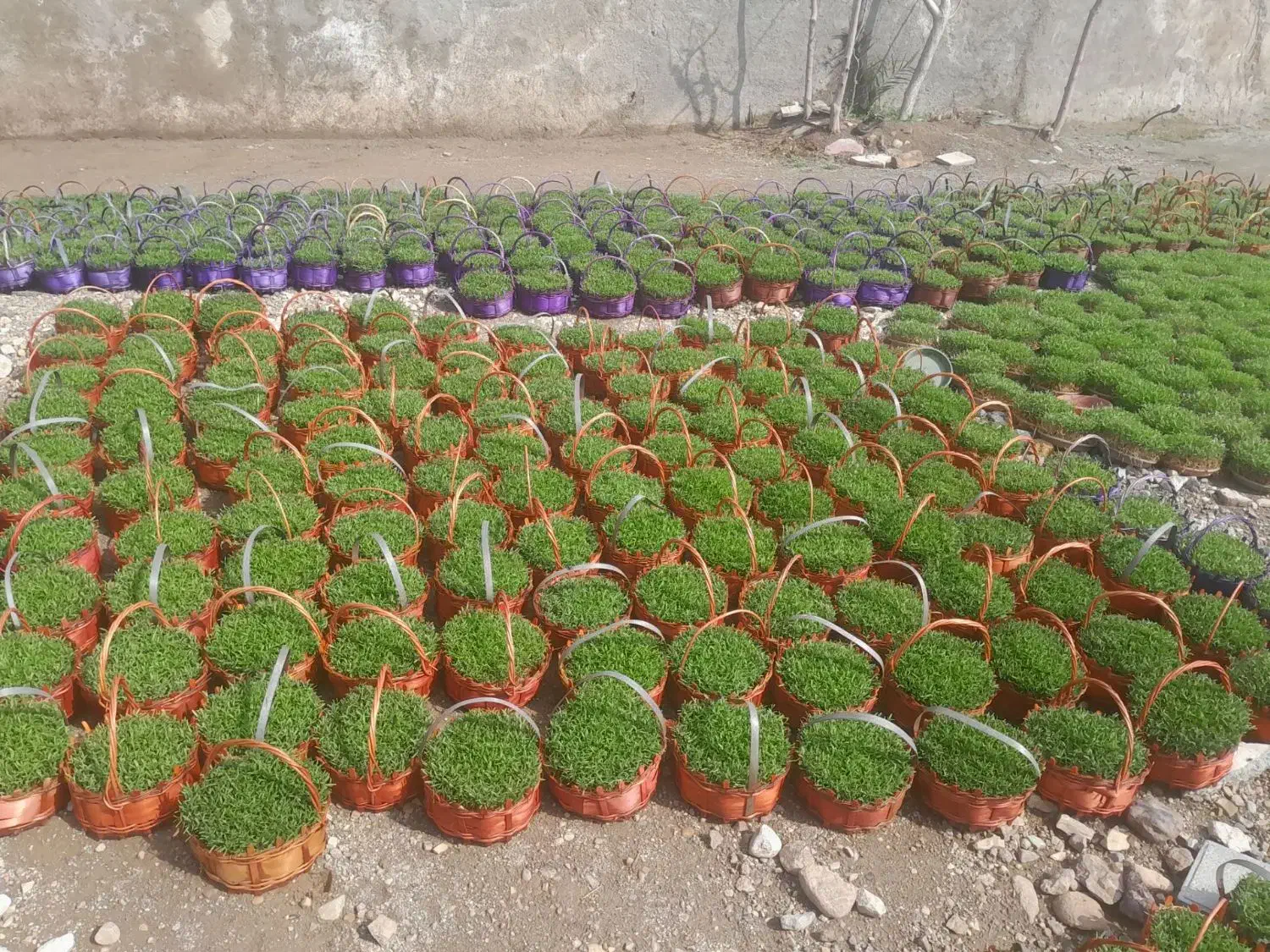 سبزی عید عمده فروشی|گل و گیاه طبیعی|پاکدشت, پارچین|دیوار