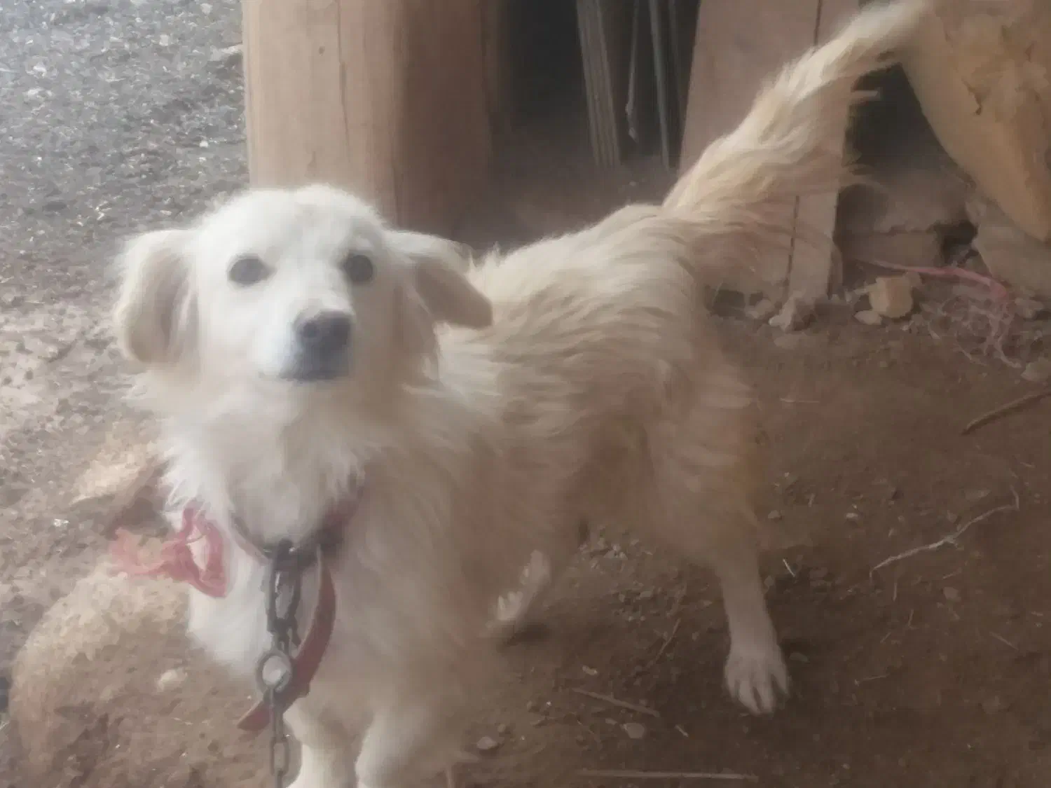 سگ پاکوتاه|سگ|لالجین, |دیوار