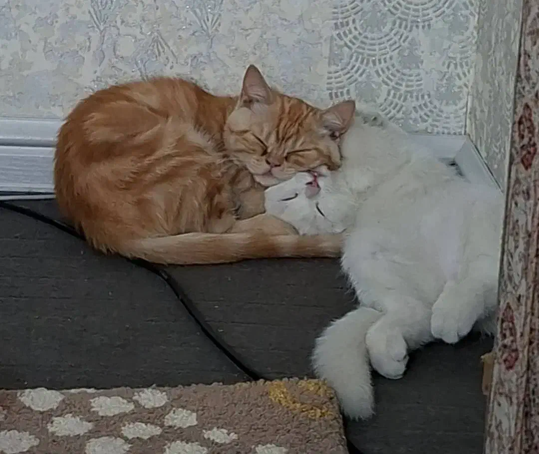 گربه اسکاتیش و بریتیش|گربه|شیراز, بالا کفت|دیوار