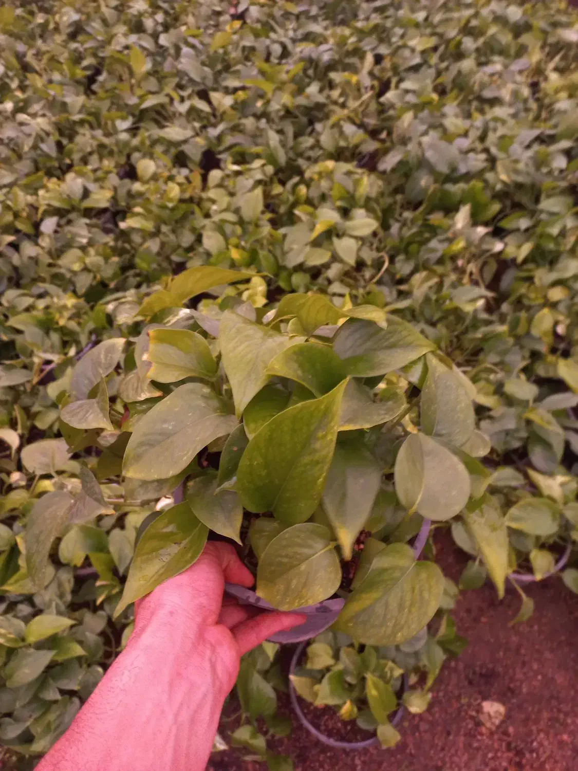 گل پتوس|گل و گیاه طبیعی|محلات, |دیوار