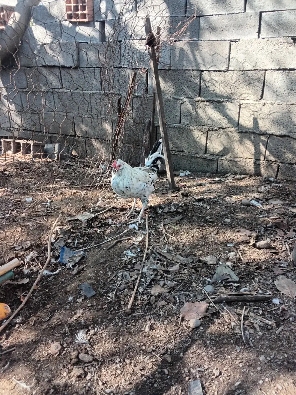 مرغ و خروس نژاد گلین|حیوانات مزرعه|گتاب, |دیوار