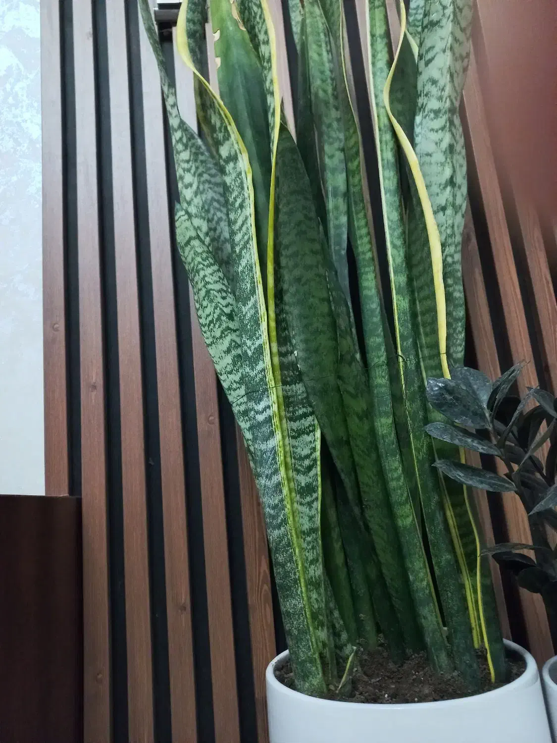 سانسوریا پر|گل و گیاه طبیعی|مشکین‌دشت, |دیوار