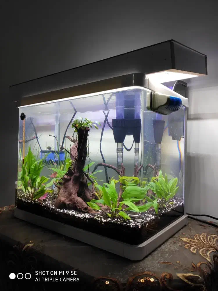 آکواریوم|ماهی|رفسنجان, |دیوار