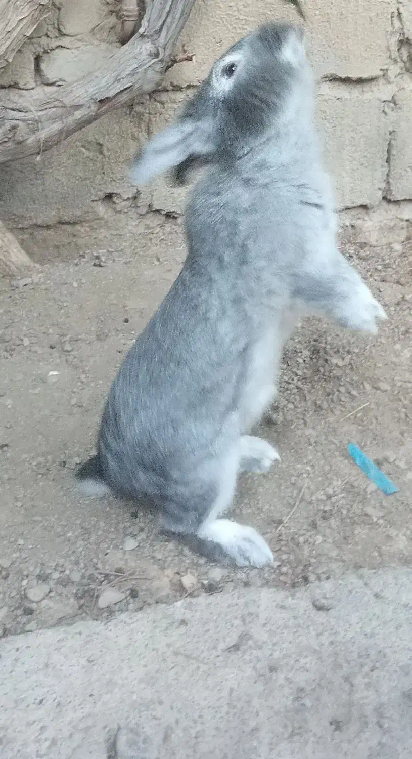 خرگوش نر|موش و خرگوش|میاندوآب, |دیوار