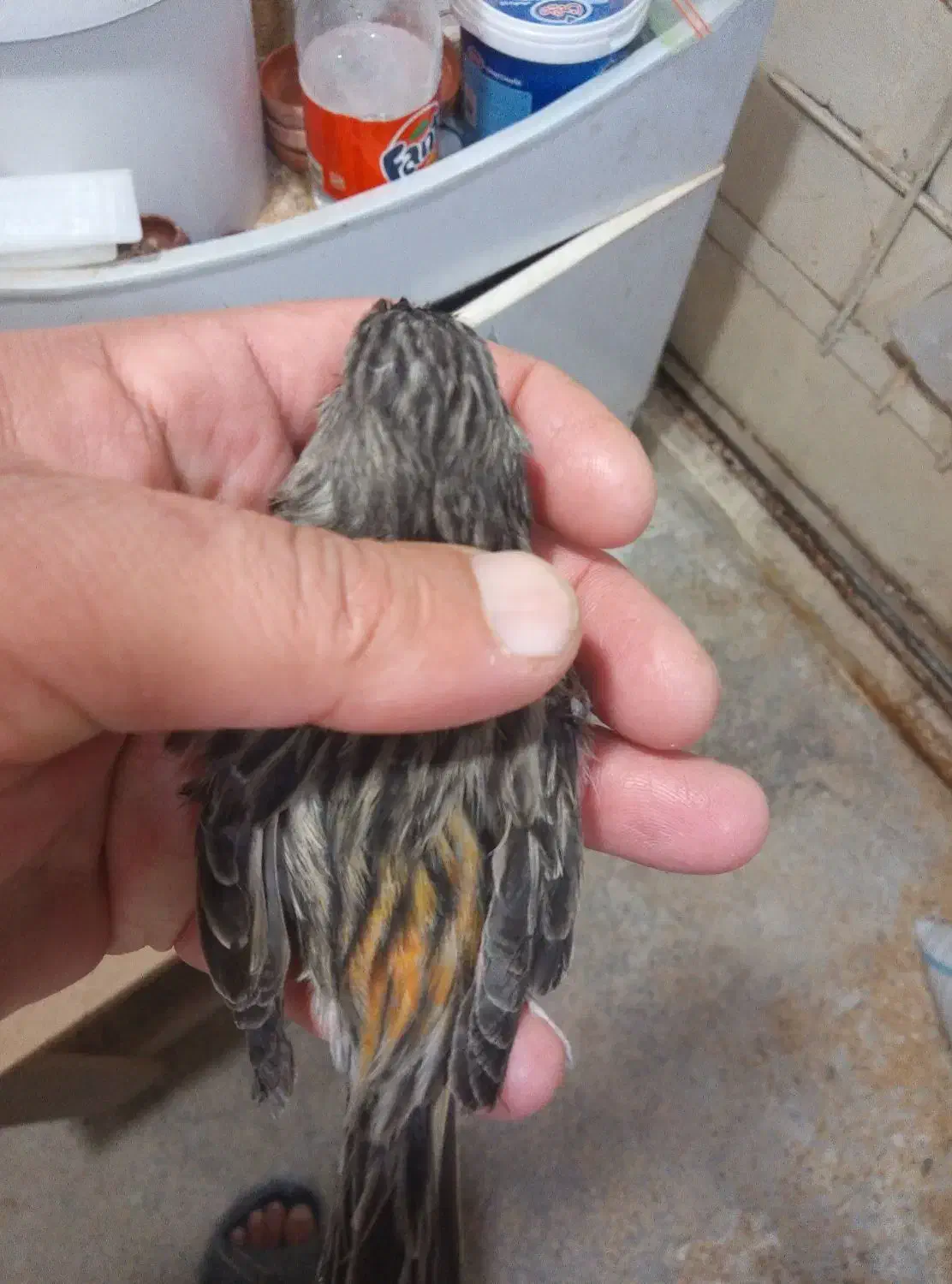 قناری ماده  آماده نگرو موزایکی|پرنده|مشهد, نیزه|دیوار