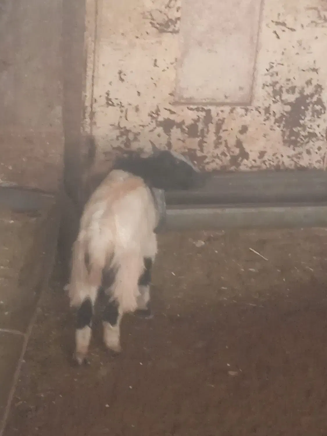 فروش و معاوضه یک راس بیگ و تیر بز|حیوانات مزرعه|اردل, |دیوار