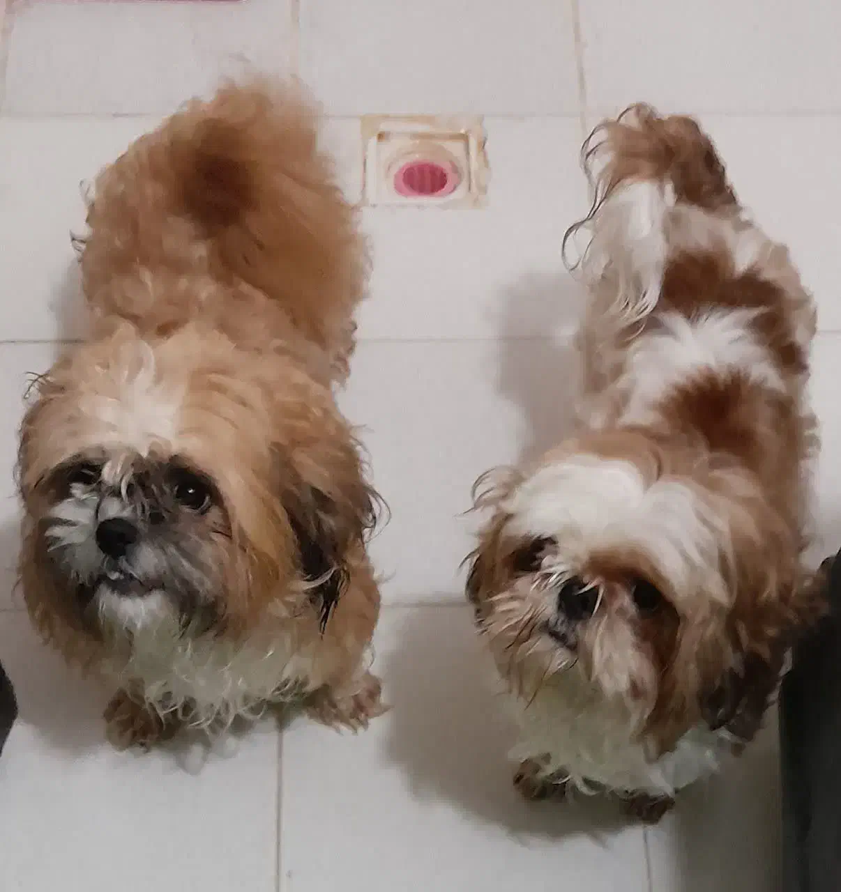 شیتزو سوپر فلت جفت نر و ماده|سگ|فولادشهر, مسکن مهر فولادشهر|دیوار