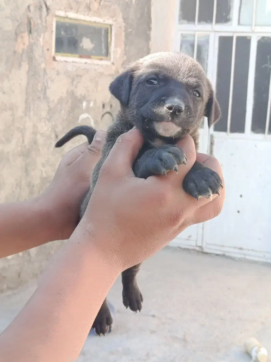 توله نر قدرجونی|سگ|رامهرمز, |دیوار