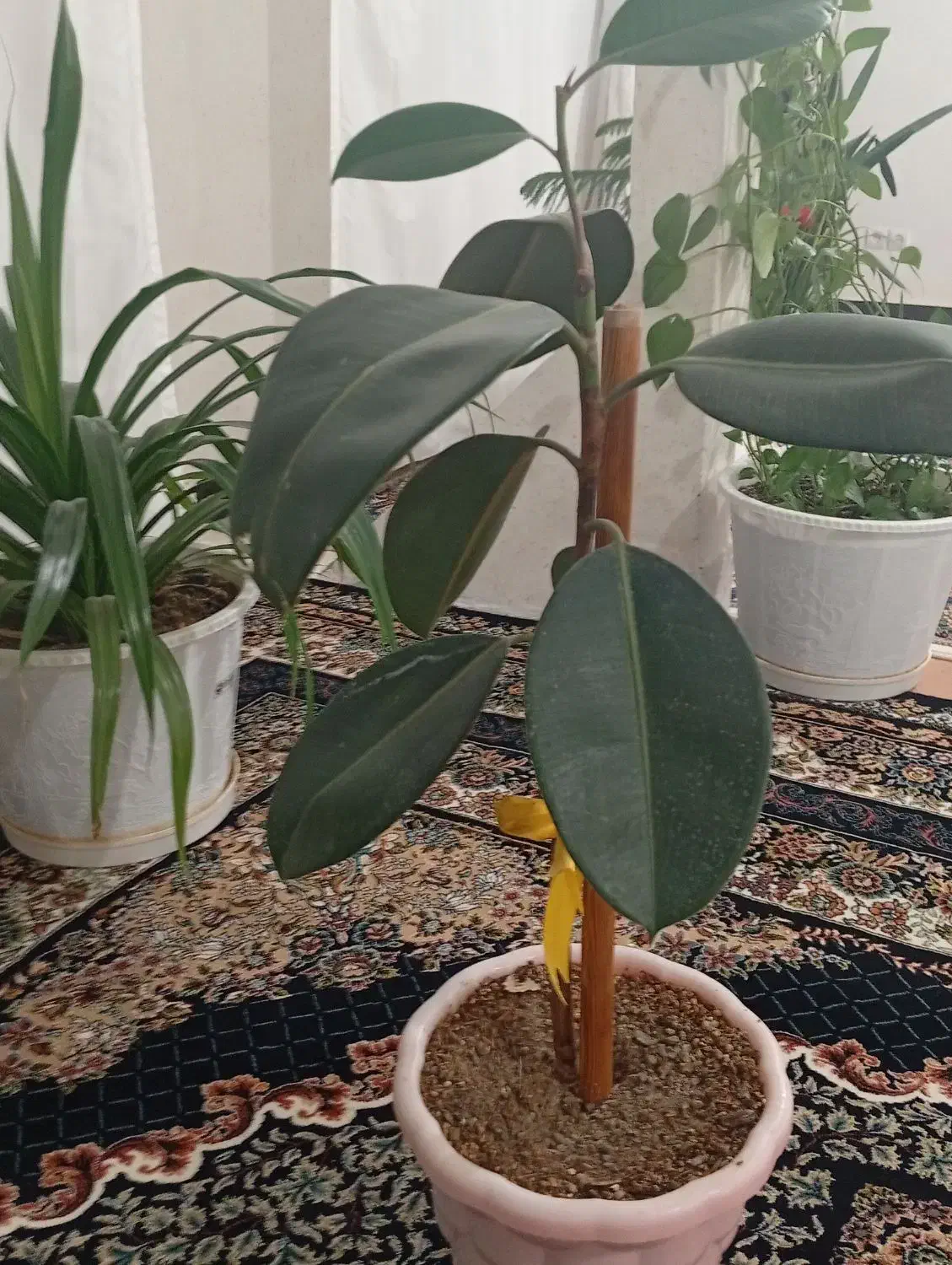 گل طبیعی فیکوس|گل و گیاه طبیعی|قوچان, |دیوار