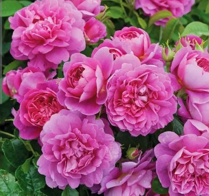 عرقیجات کاشان|خوردنی و آشامیدنی|کرج, شهرک فهمیده|دیوار