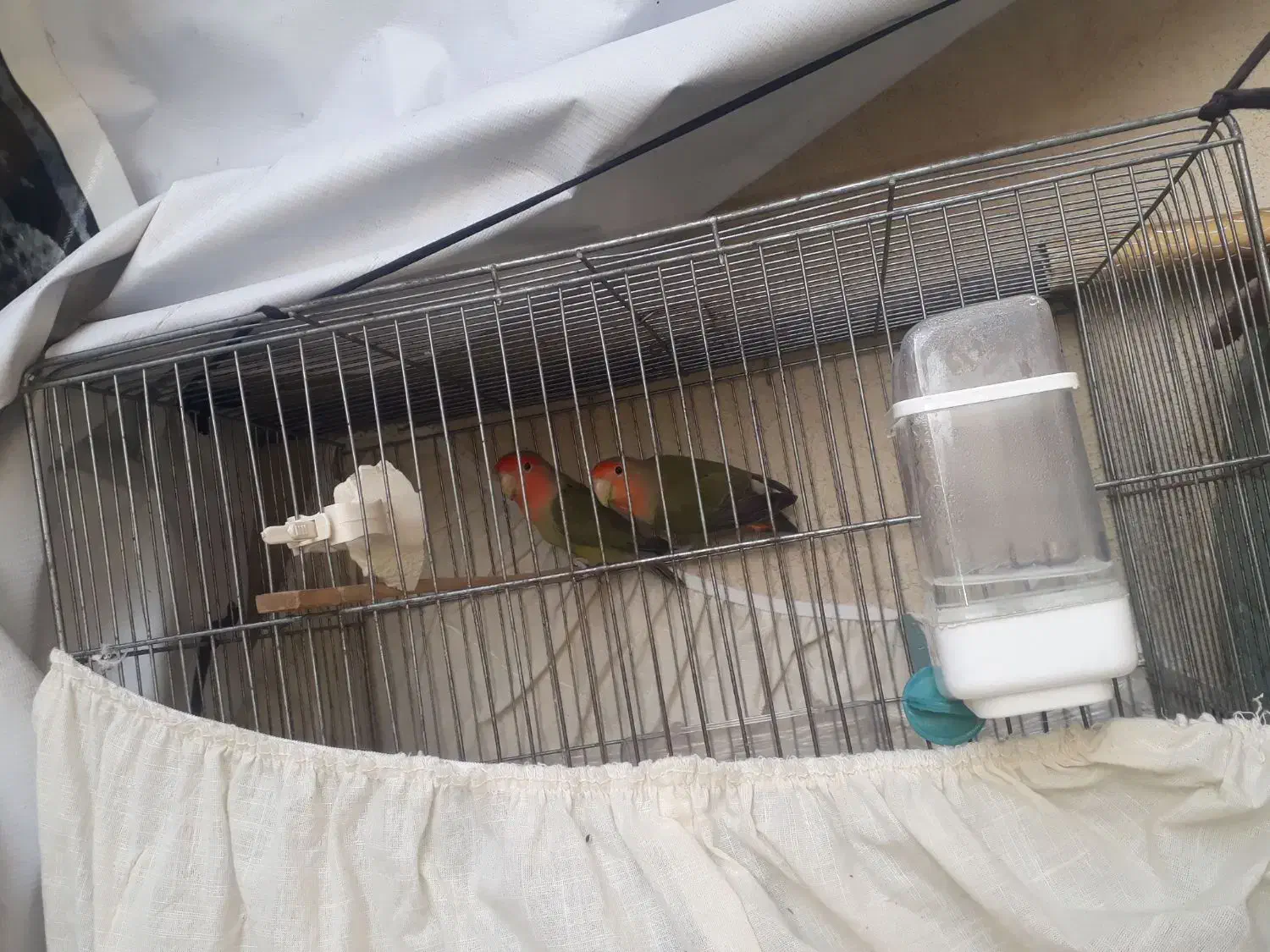 یک جفت طوطی برزیلی بازیگوش|پرنده|نسیم‌شهر, |دیوار