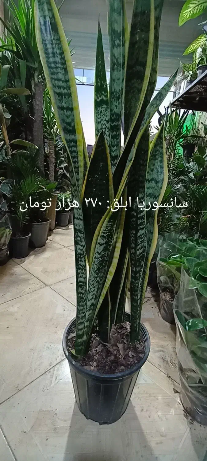 سانسوریا ابلق وبلند وپُر|گل و گیاه طبیعی|فردیس, شهرک ارم|دیوار