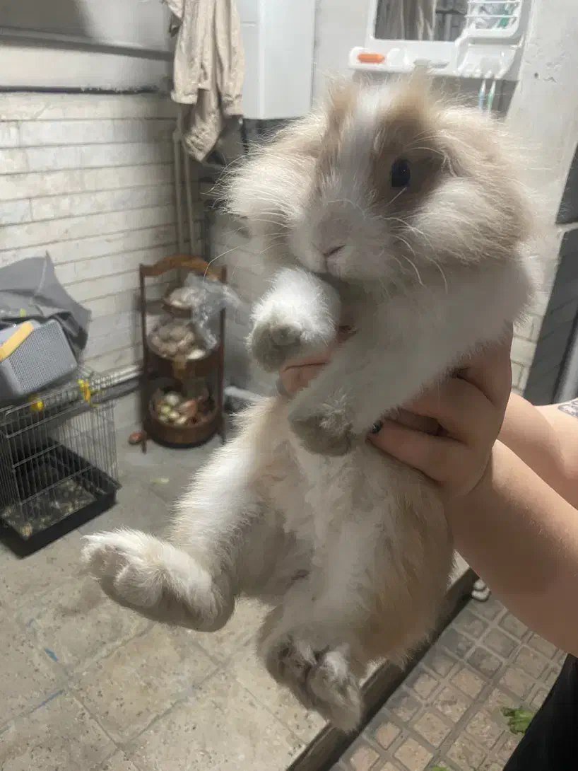 خرگوش مینی لوپ|موش و خرگوش|تهران, ائمه اطهار|دیوار