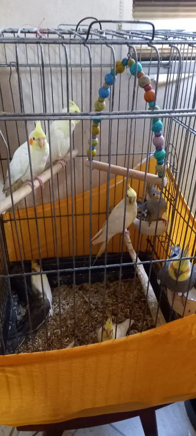 جوجه عروس هلندی ماده نژاد لوتینو|پرنده|ری, شهید بهشتی|دیوار