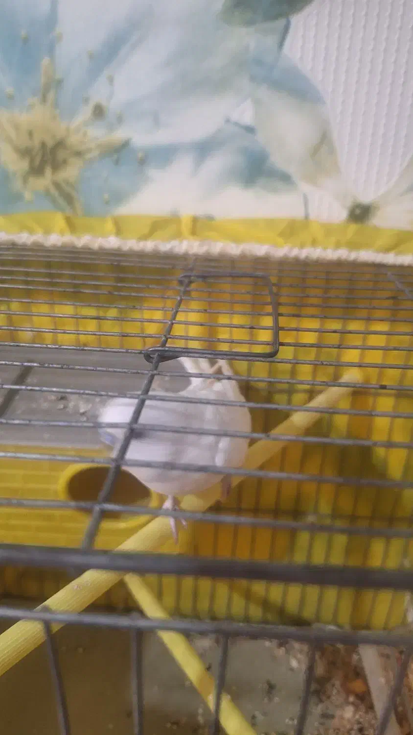 مرغ عشق|پرنده|بومهن, |دیوار