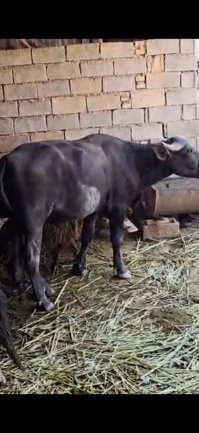 گاومیش نر و ماده|حیوانات مزرعه|رامشیر, |دیوار