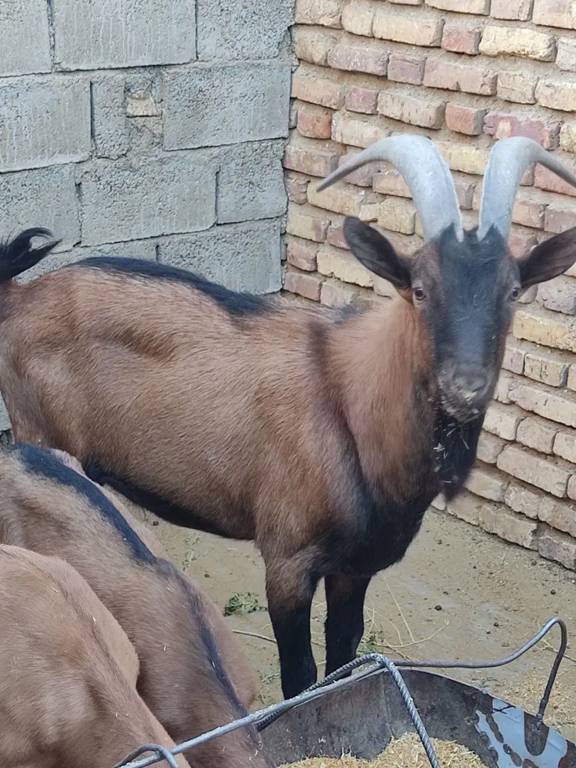 چپش آلپاین|حیوانات مزرعه|یزد, |دیوار