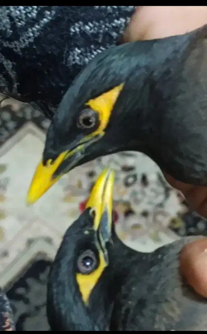 جفت مرغ مینا|حیوانات|یزد, |دیوار