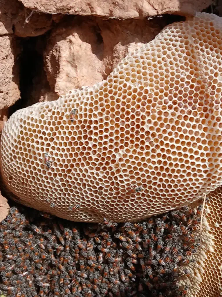 عسل طبیعی|خوردنی و آشامیدنی|زرین آباد, |دیوار