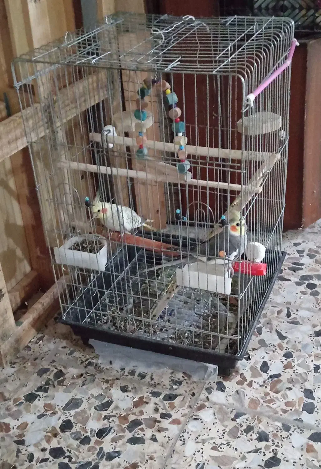 یک جفت عروس هلندی با قفس سخنگو|پرنده|ساری, |دیوار