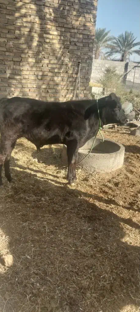 دوتا گوساله نر|حیوانات مزرعه|جیرفت, |دیوار