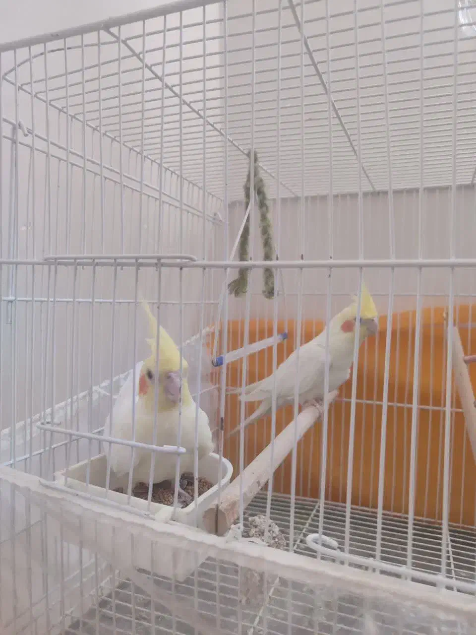 جفت عروس هلندی بالغ تخم گذار|پرنده|تربت‌حیدریه, نواب صفوی|دیوار