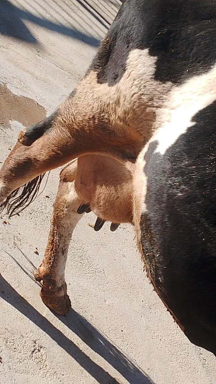 ماده گاو سیمیتال وزن 6000|حیوانات مزرعه|هرسین, |دیوار