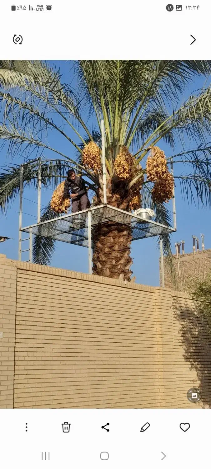 ساخت داربست برای درخت خرما|خدمات باغبانی و درختکاری|اردکان, |دیوار