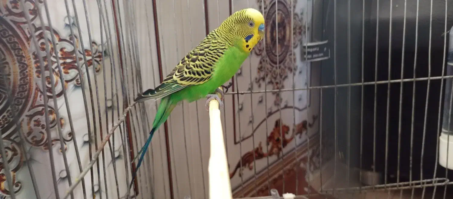 مرغ غشق|پرنده|سرپل ذهاب, |دیوار