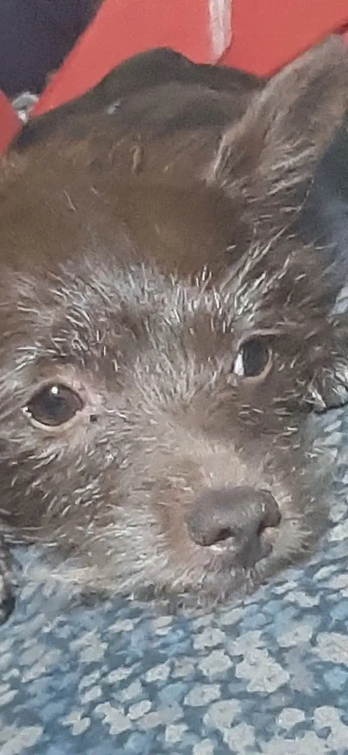 گم شده|سگ|نقده, |دیوار