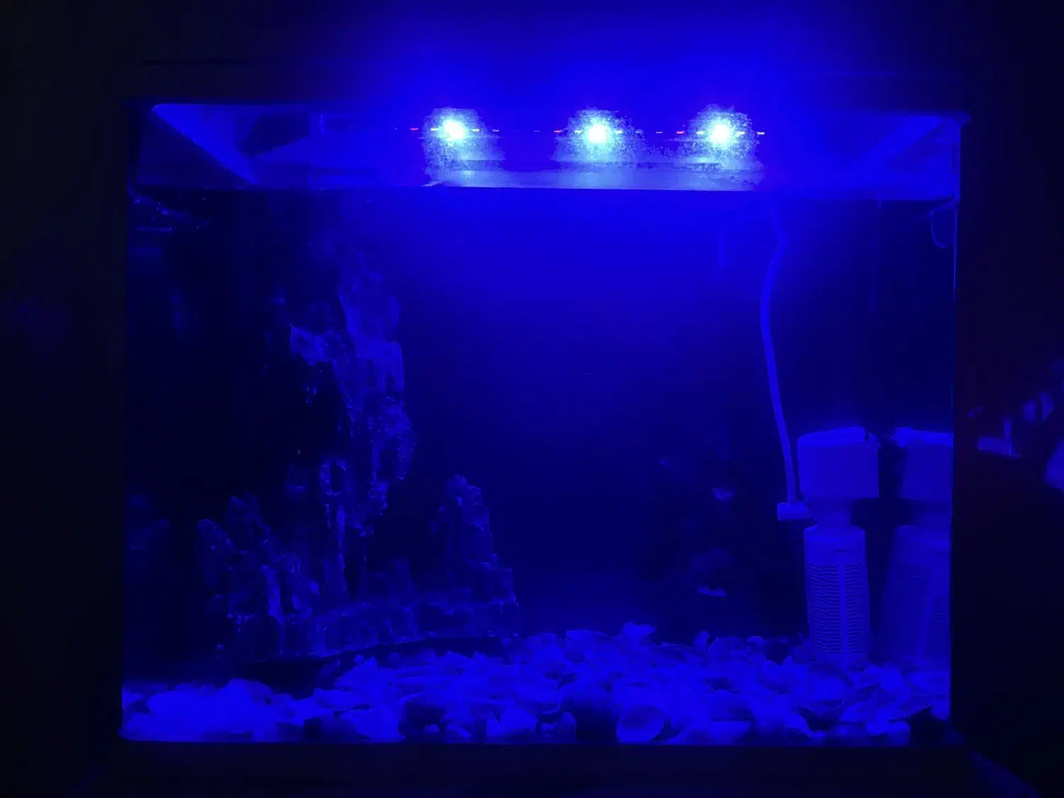 آکواریوم خانگی|ماهی|سقز, |دیوار