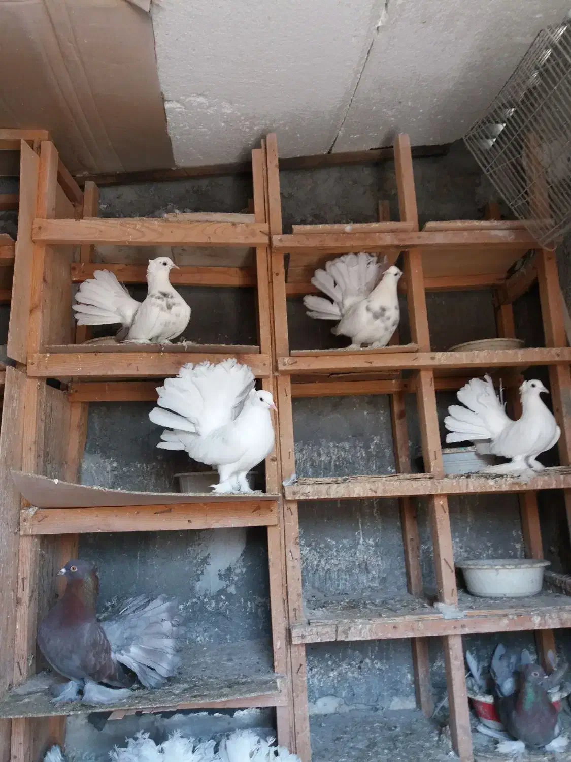 انواع‌دم‌چتری‌های‌زیبا‌واصیل|پرنده|بندر ترکمن, |دیوار