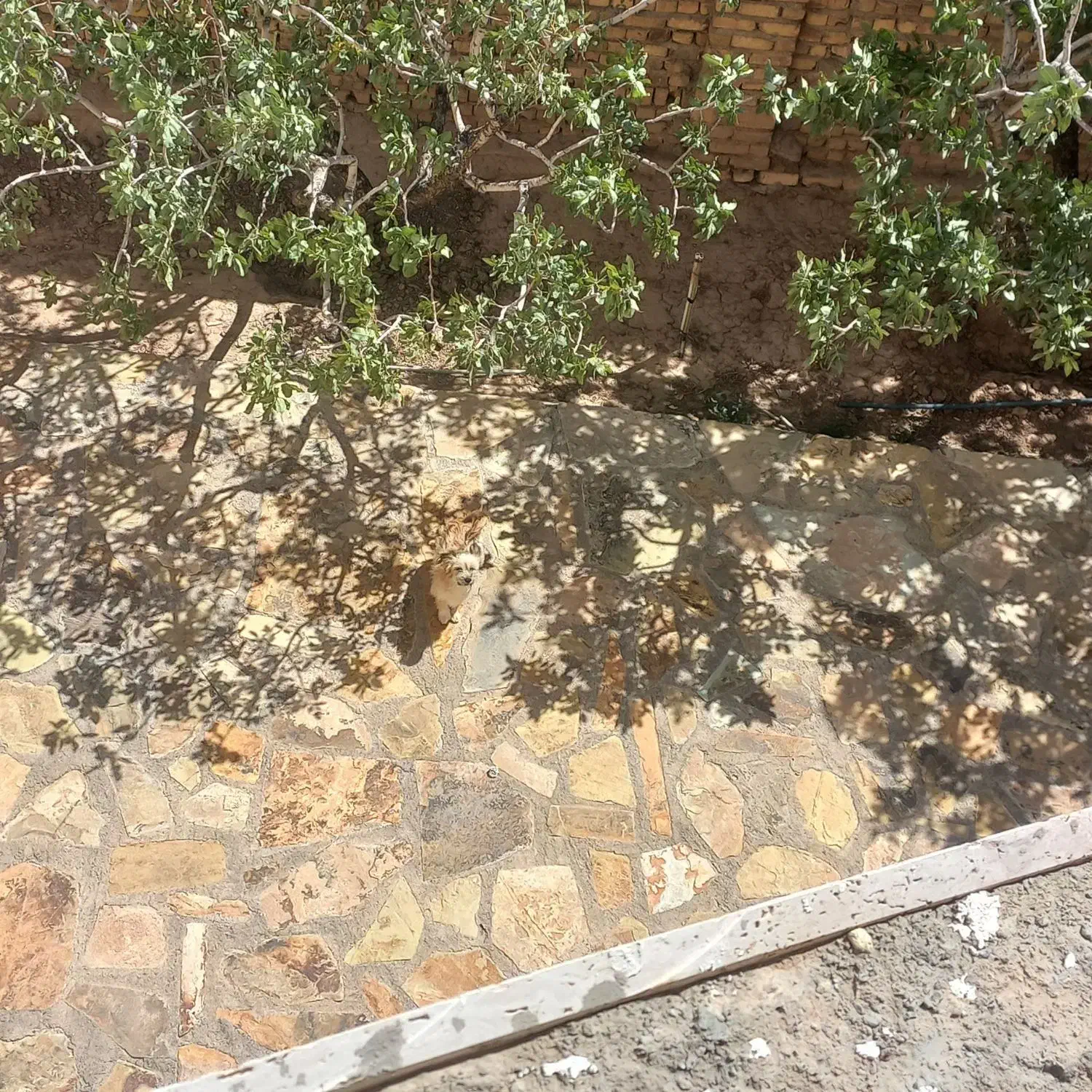 سگ شیتوز|سگ|قزوین, |دیوار