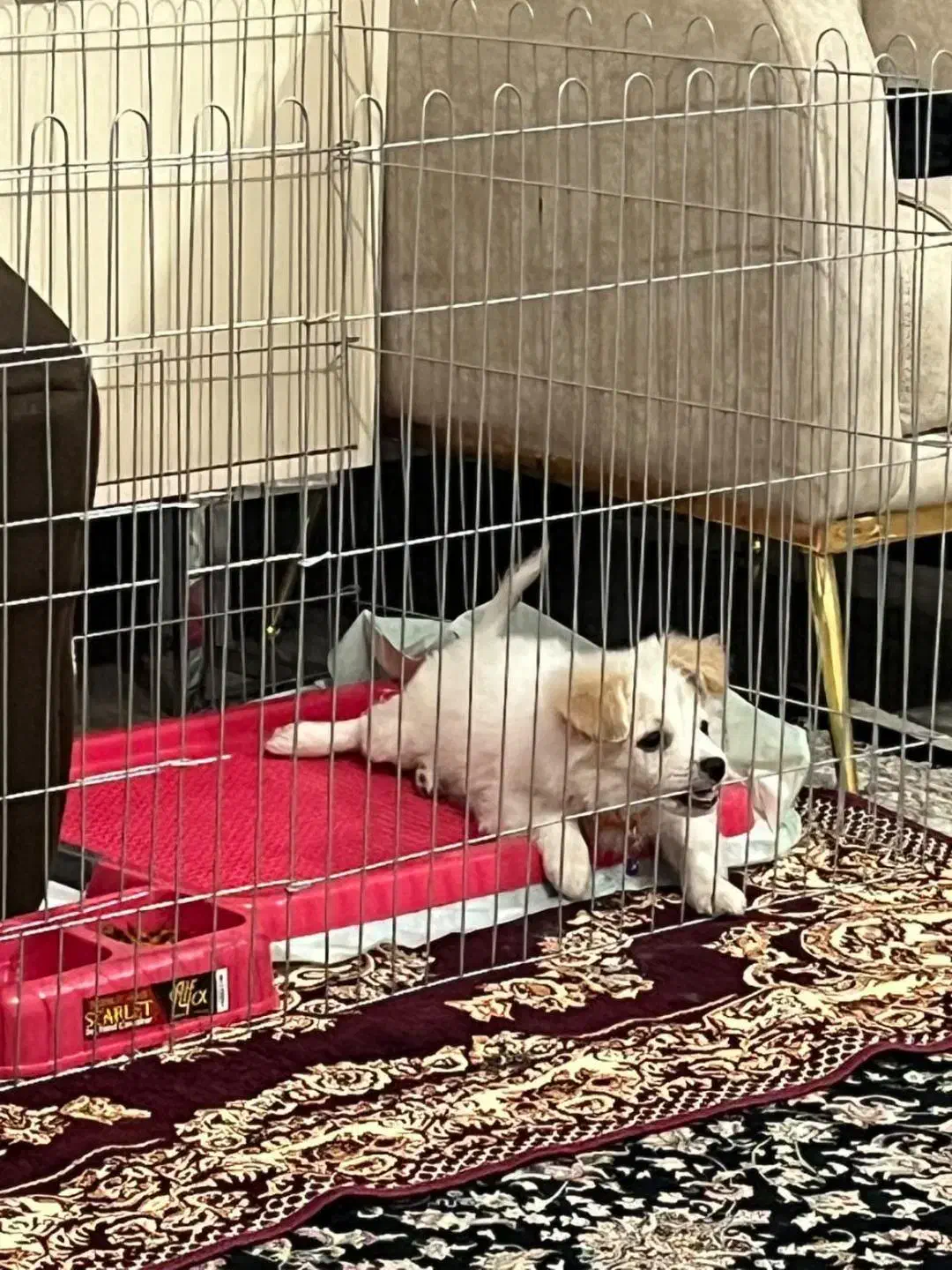 توله خانگی|سگ|شاهین دژ, |دیوار