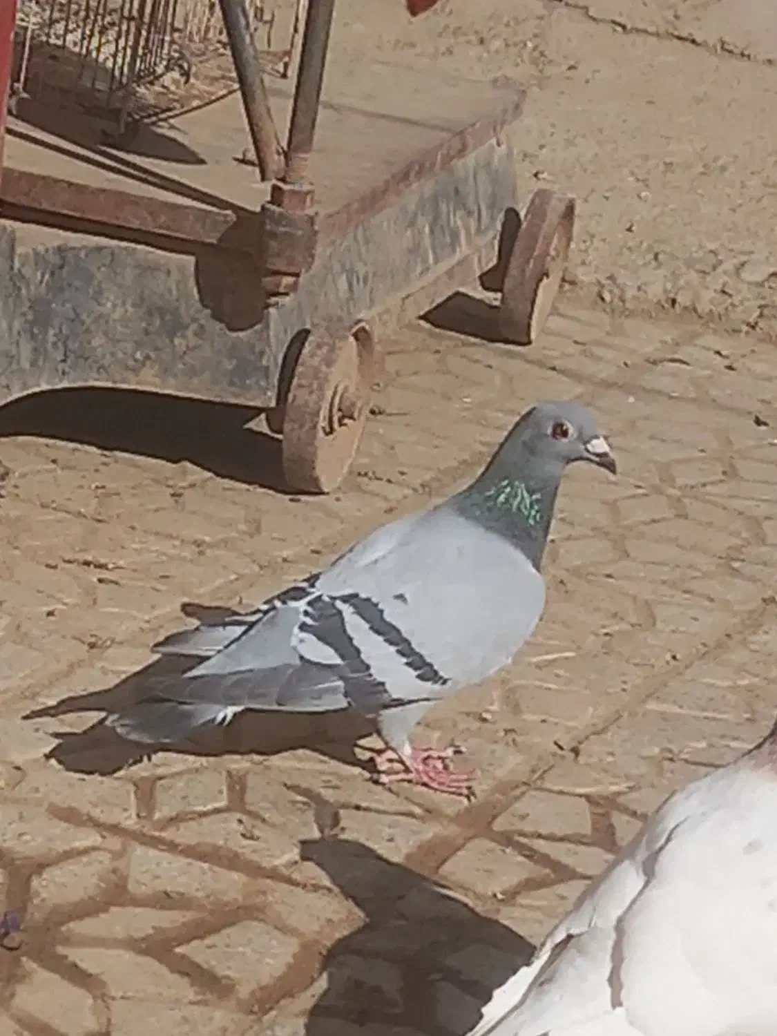 سبز ماده مسافتی آلمانی|پرنده|مشهد, قائم|دیوار