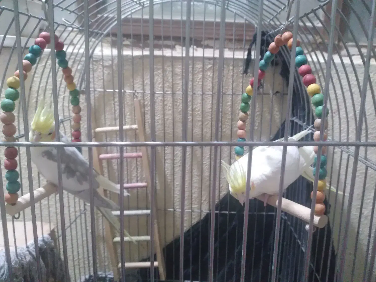 عروس هلندی سخنگو|پرنده|جهرم, |دیوار