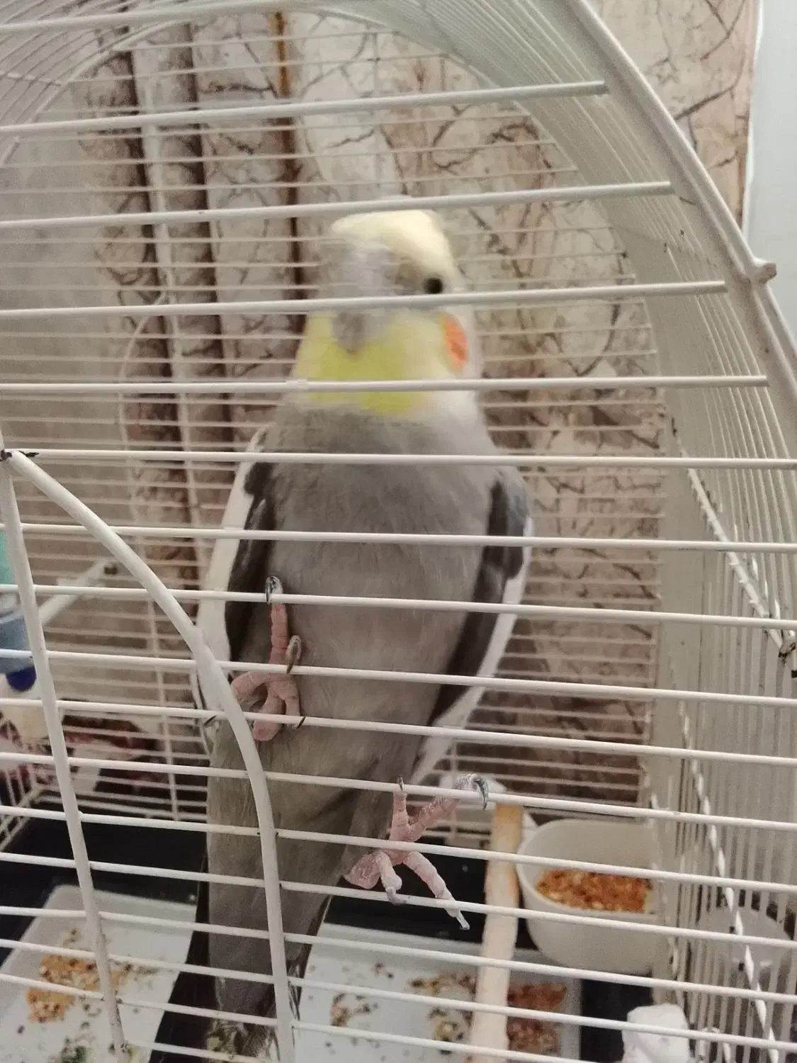 پرنده عروس فروشی|پرنده|بندر انزلی, انصار الحسین|دیوار