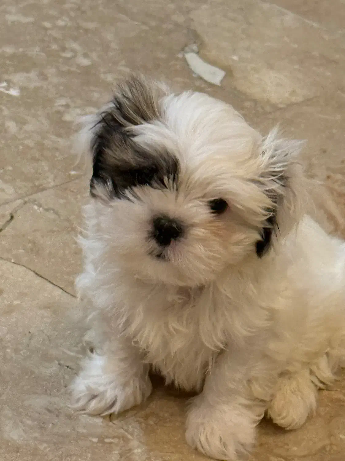 سگ شیتزو|سگ|تهران, شهرآرا|دیوار