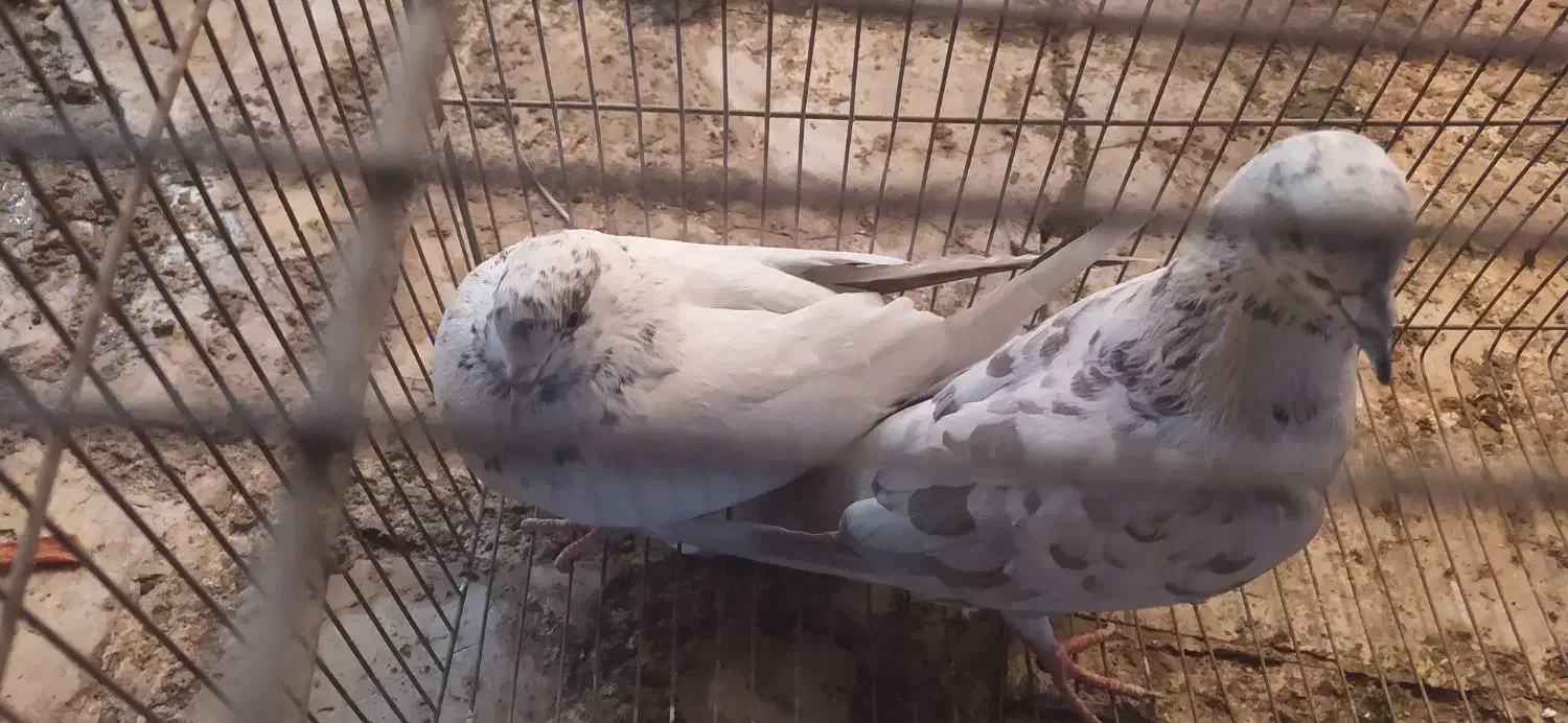 کبوتر|پرنده|قم, حاج زینل|دیوار