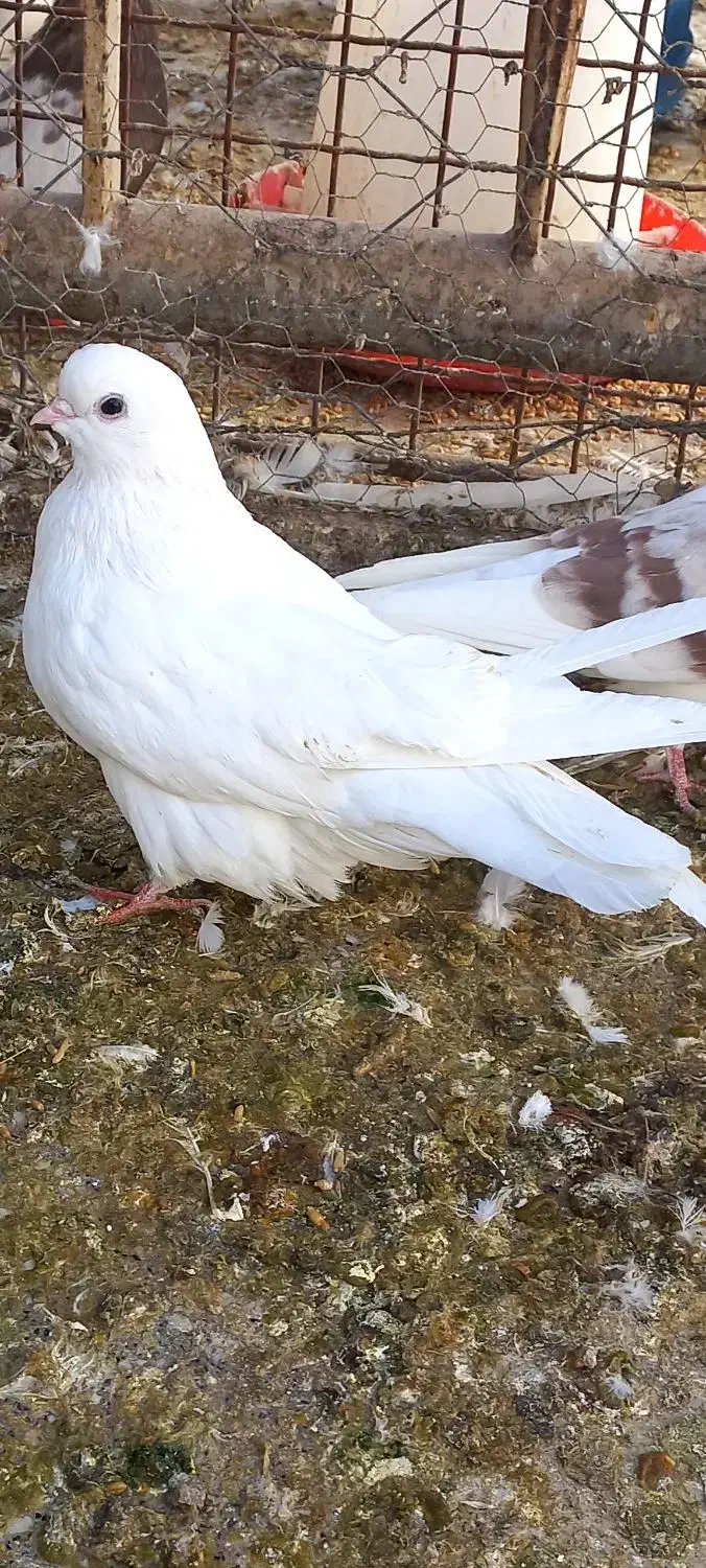 طوقی ودوکت، نراراکی،سرور، نوک ریز سینه ای|پرنده|اردکان, |دیوار