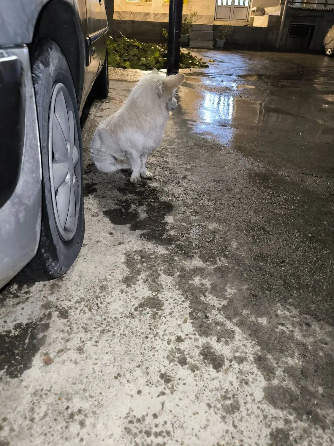 واگذاری سگ|سگ|کرمانشاه, |دیوار