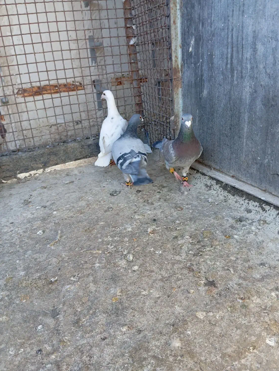 چهار تا نر قلدر و ضمانتی‌باسه‌تا‌جوجه‌|پرنده|تربت‌حیدریه, رضاشهر|دیوار