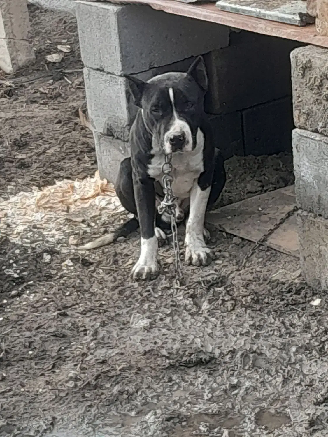 واگذاری سگ|سگ|نوشین شهر, |دیوار