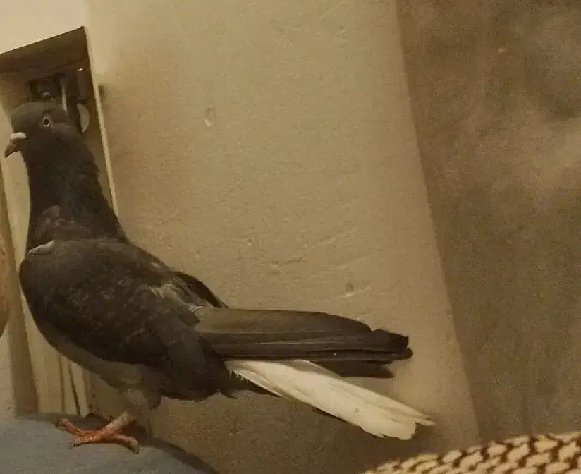 کبوتر|پرنده|جهرم, |دیوار