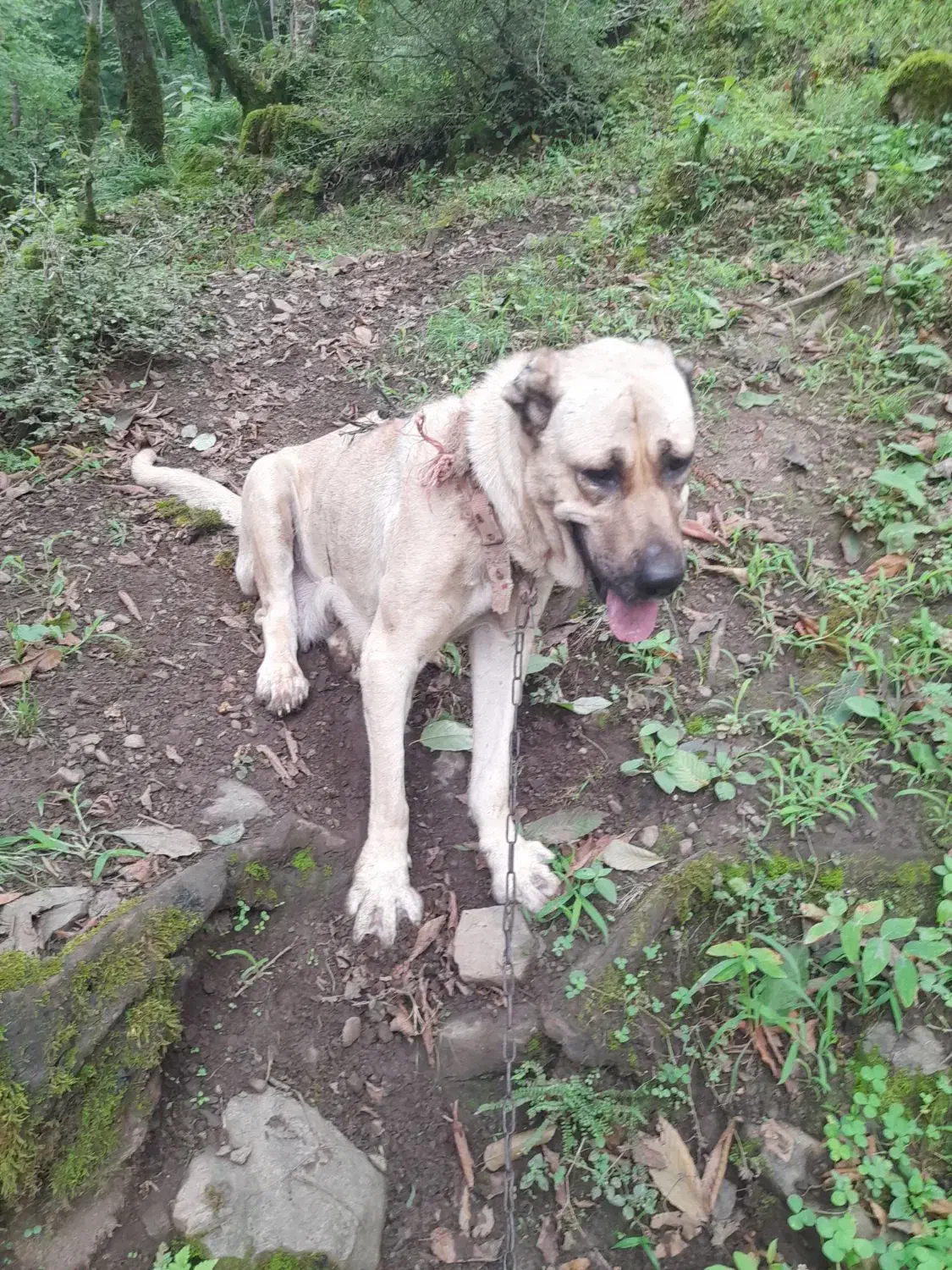 ماده سرابی اصیل|سگ|رحیمآباد, |دیوار