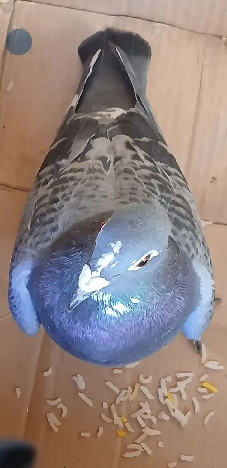 کبوتر عالی|پرنده|محلات, |دیوار