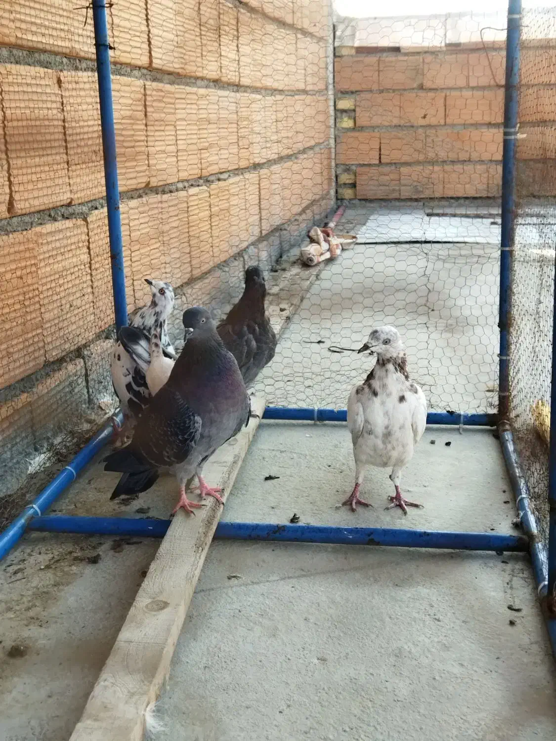 کبوتر دونه ای 150|پرنده|بندر ترکمن, |دیوار