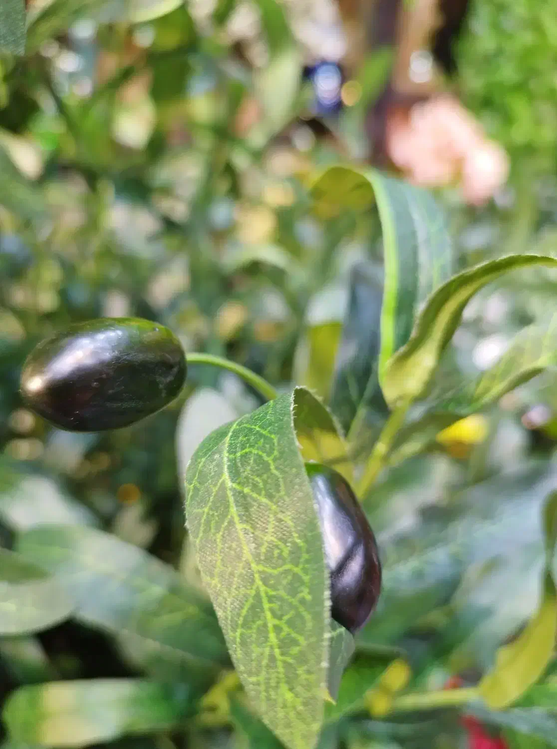 شاخه زیتون وارداتی میوه دار|گل مصنوعی|فردیس, فردیس|دیوار