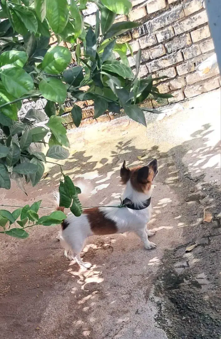 گمشده|حیوانات|بندر گناوه, |دیوار