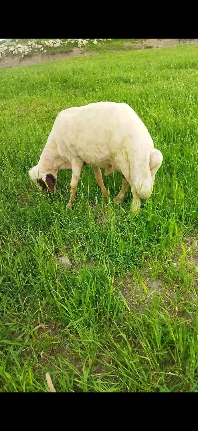 فروشی|حیوانات مزرعه|گهواره, |دیوار